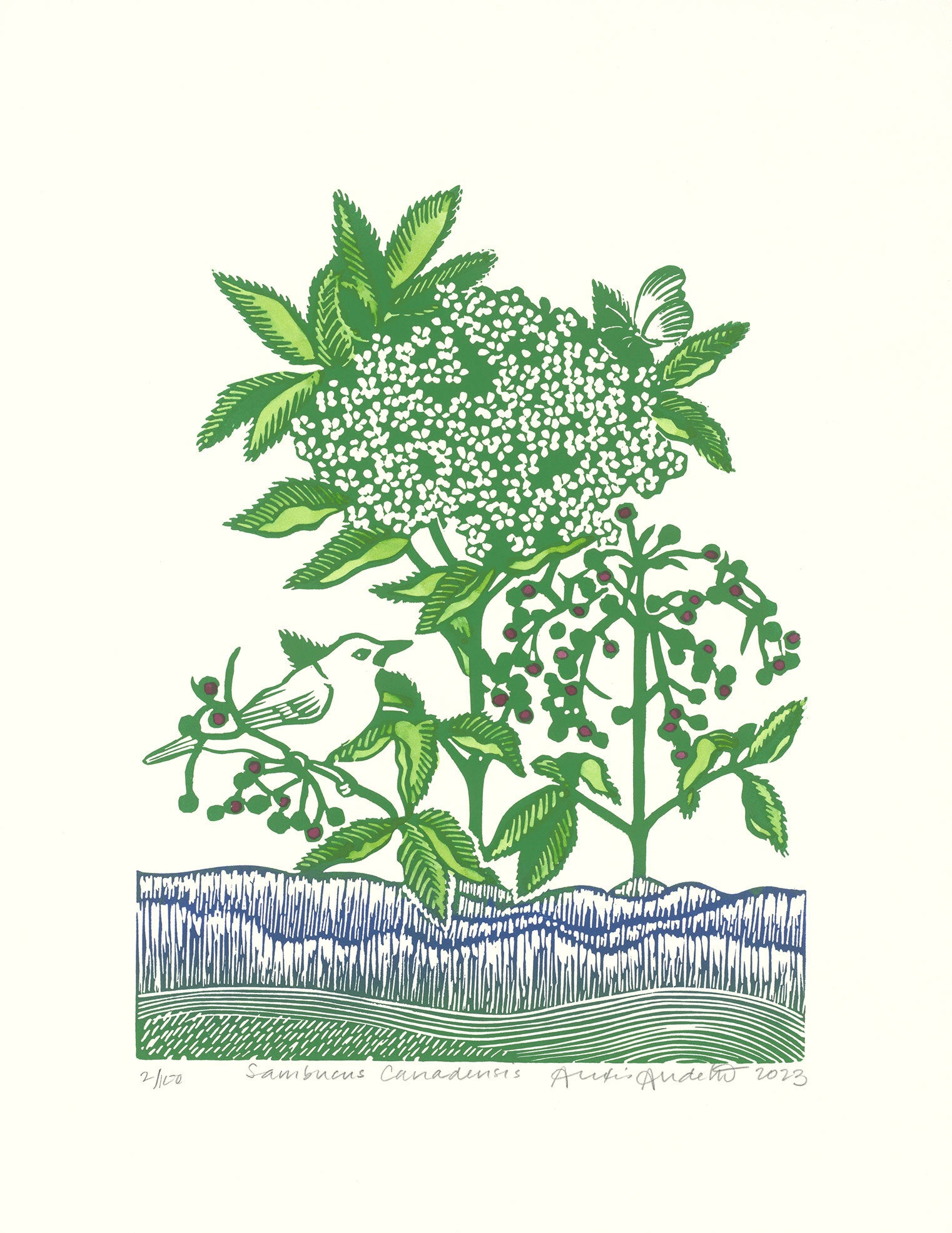 Sambucus Canadensis in Green
