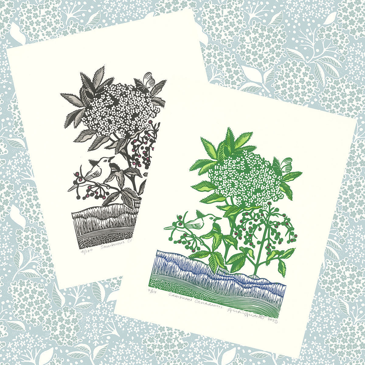 Sambucus Canadensis and Elderberry