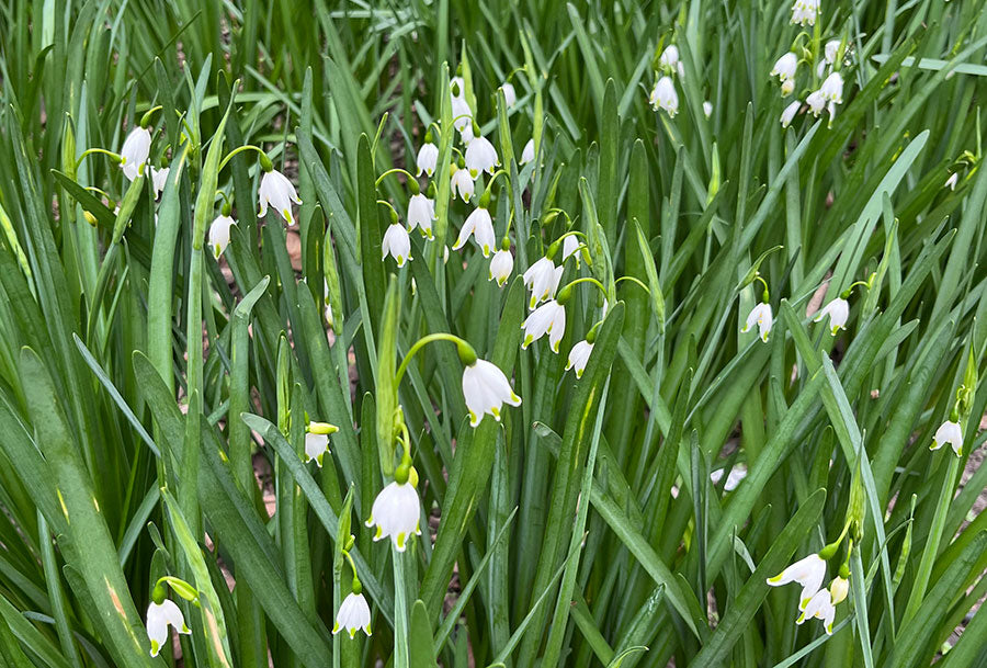 Spring Greens and Garden Clubs