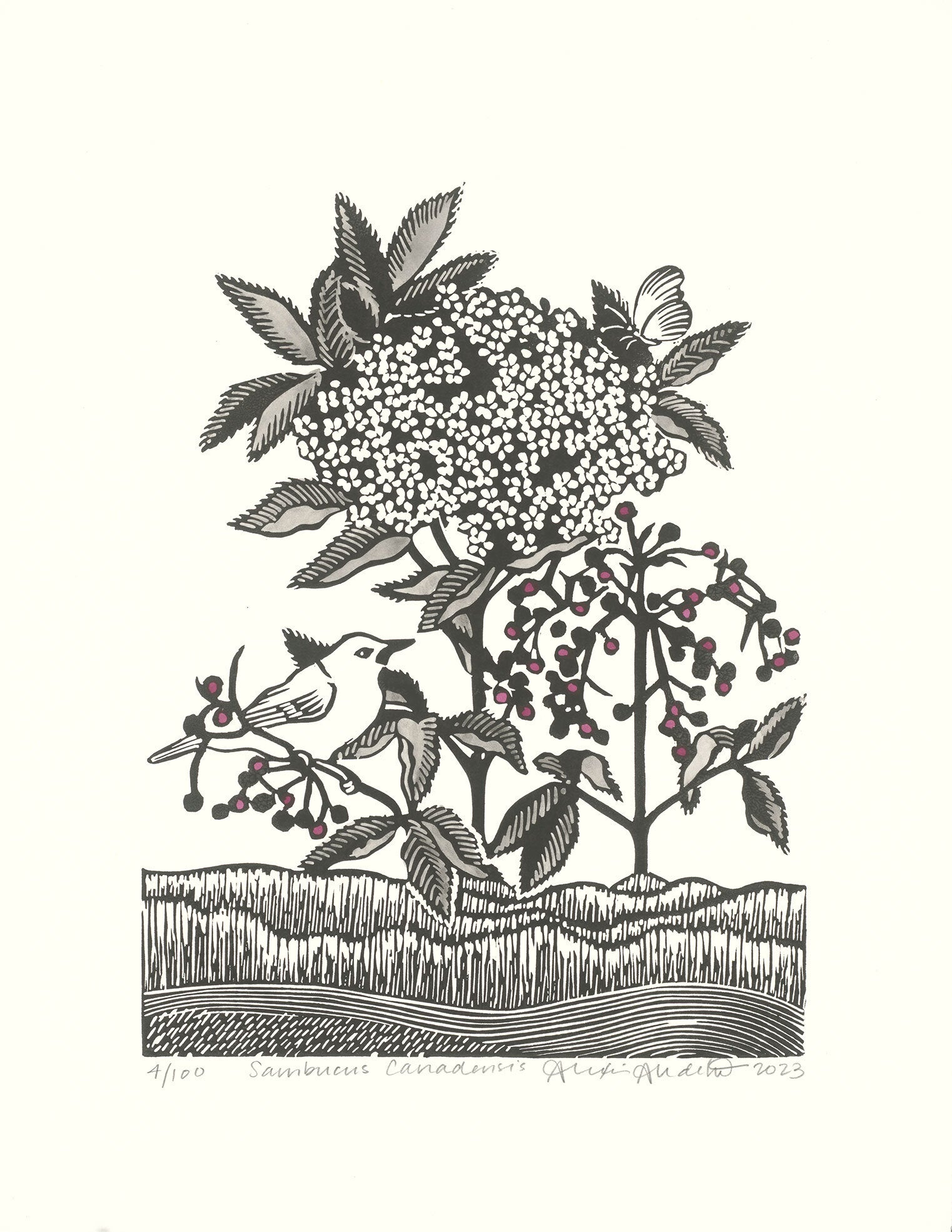 Sambucus Canadensis in Black